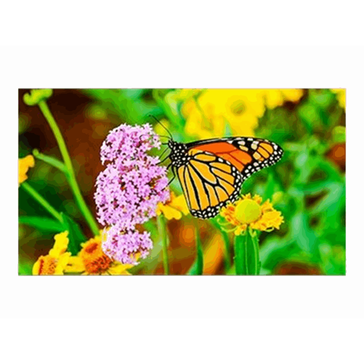 MultiSync UN552S 55" UN-Series MultiSync UN552S 55" UN-Series